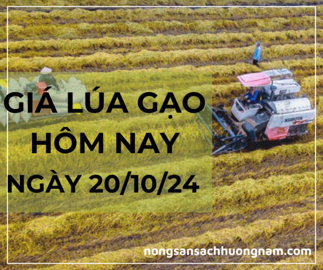 Giá lúa gạo hôm nay ngày 20/10/2024 