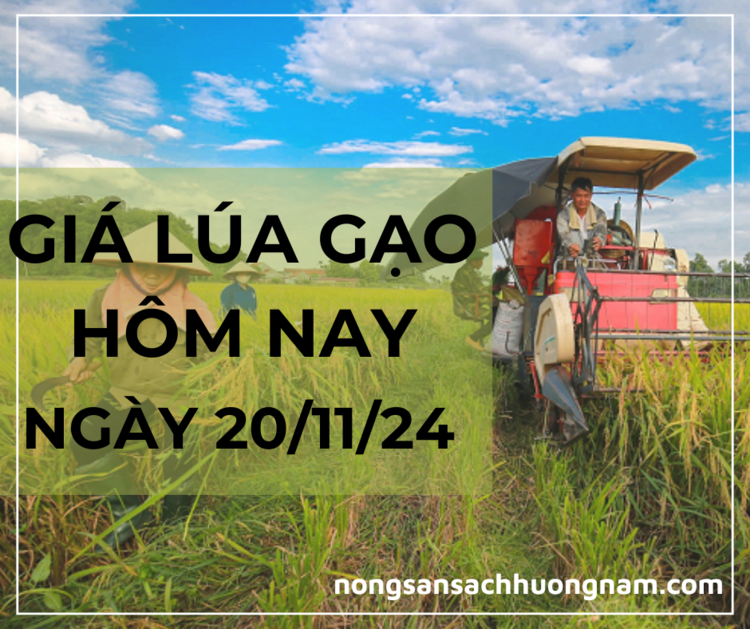 Giá lúa gạo hôm nay ngày 20/11/2024