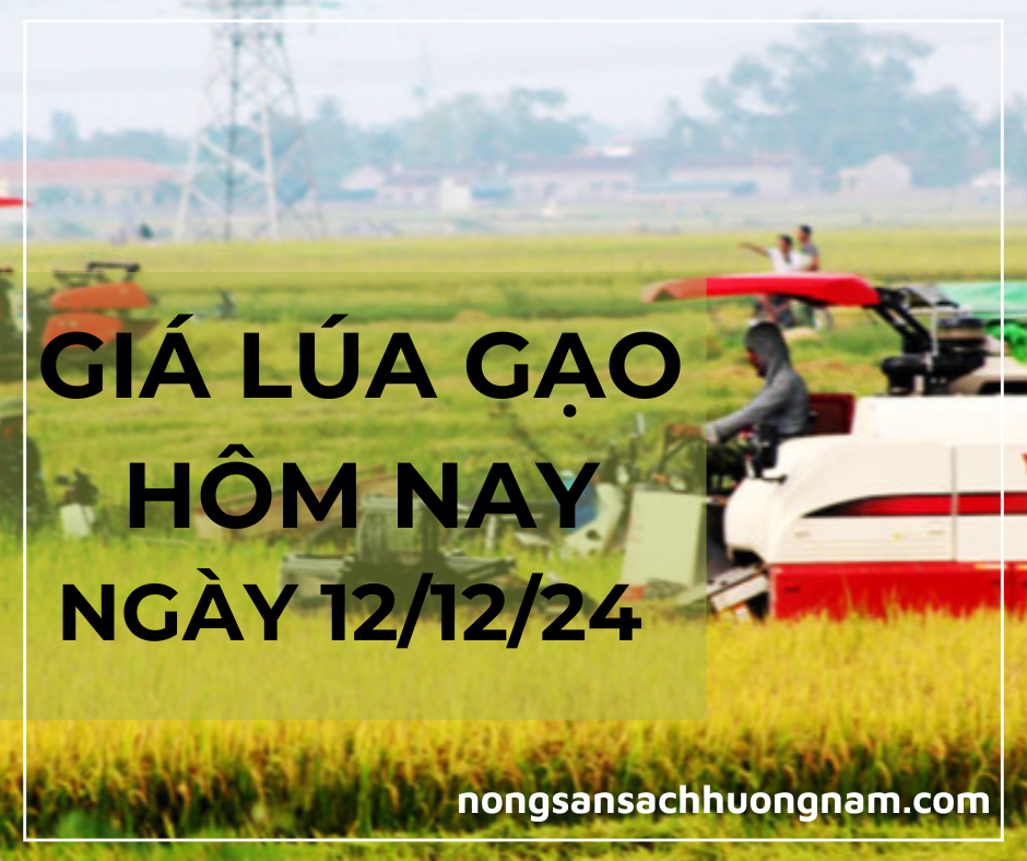 Giá lúa gạo hôm nay ngày 12/12/2024 