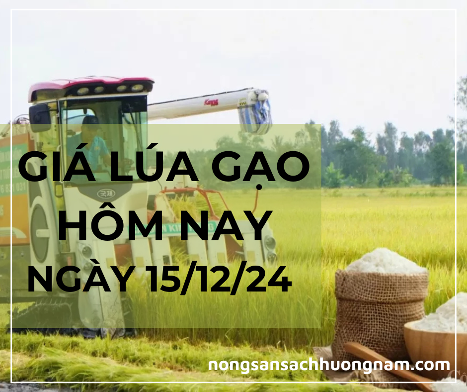 Giá lúa gạo hôm nay ngày 15/12/2024