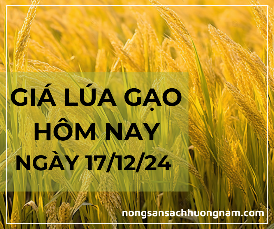 Giá lúa gạo hôm nay ngày 18/12/2024 