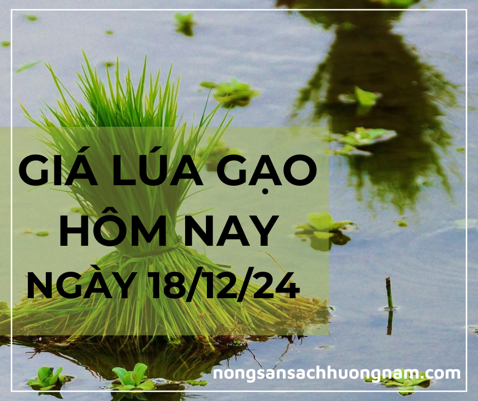 Giá lúa gạo hôm nay ngày 18/12/2024 