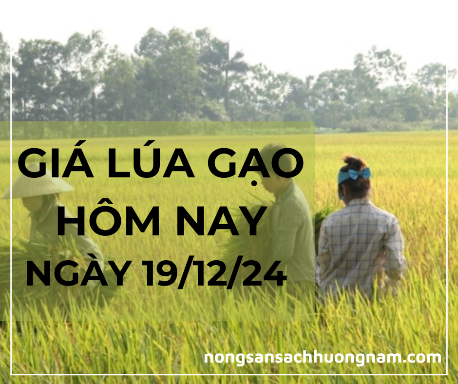 Giá lúa gạo hôm nay ngày 19/12/2024 