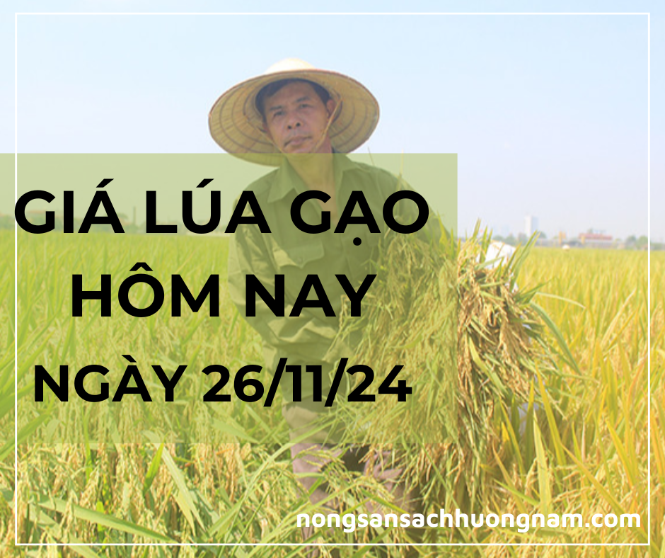 Gía lúa gạo hôm nay  ngày 26/11/2024 