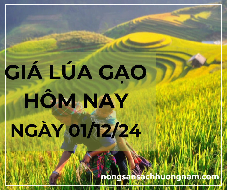 Giá lúa gạo hôm nay ngày 01/12/2024