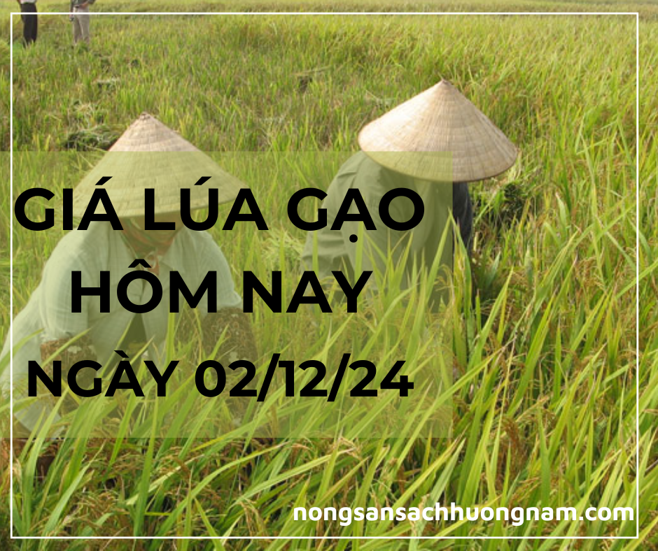 Giá lúa gạo hôm nay ngày 02/12/2024 