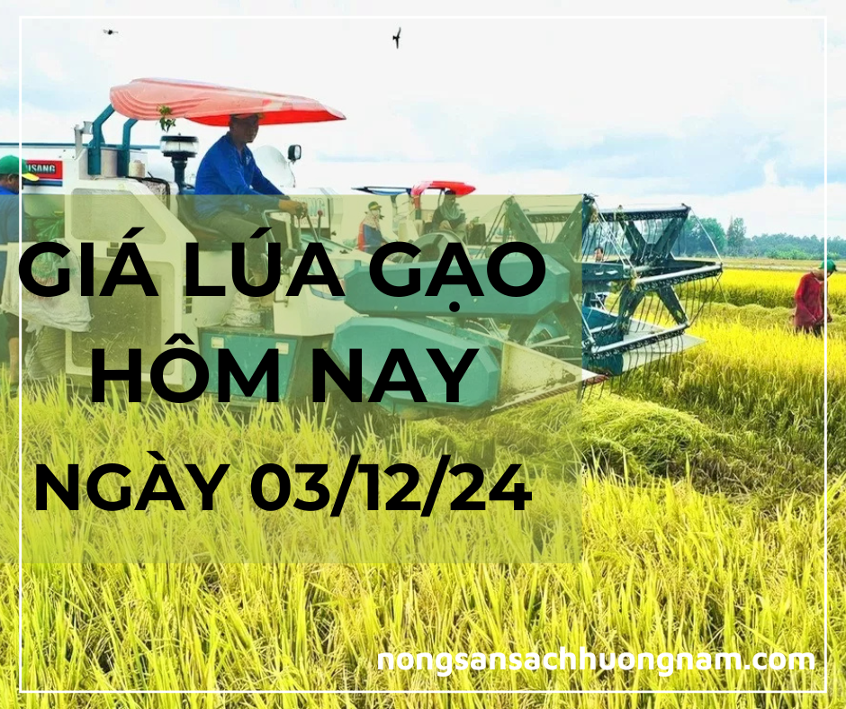 Giá lúa gạo hôm nay ngày 03/12/2024