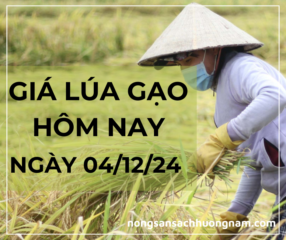 Giá lú gạo hôm nay ngày 04/12/2024 