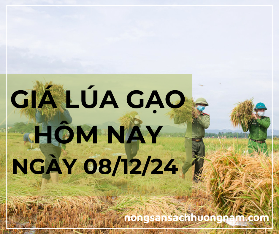 Giá lúa gạo hôm nay ngày 08/12/2024 
