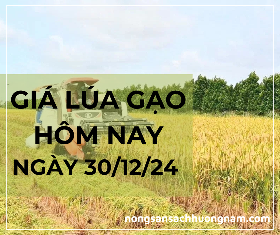 Giá lúa gạo hôm nay ngày 30/12/2024 