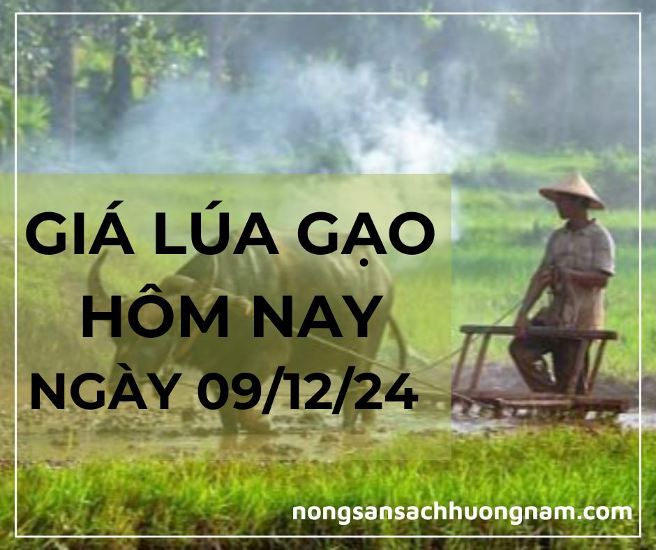 Giá lúa gạo hôm nay ngày 09/12/2024