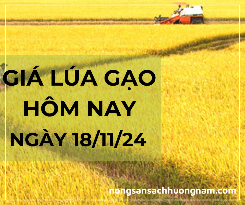 Giá lúa gạo hôm nay ngày 18/11/2024 