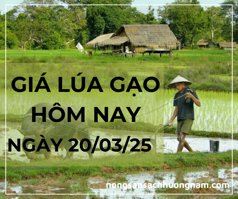 Giá lúa gạo hôm nay ngày 19/03/2025 