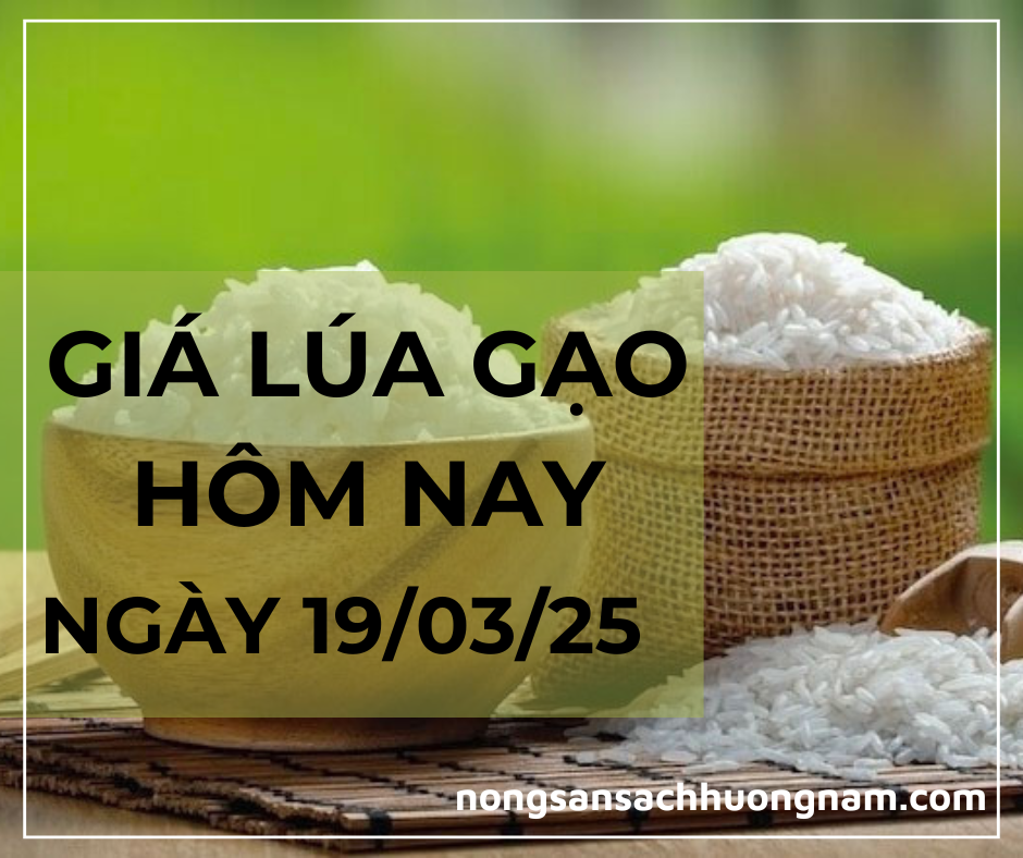 Giá lúa gạo hôm nay ngày 19/03/2025