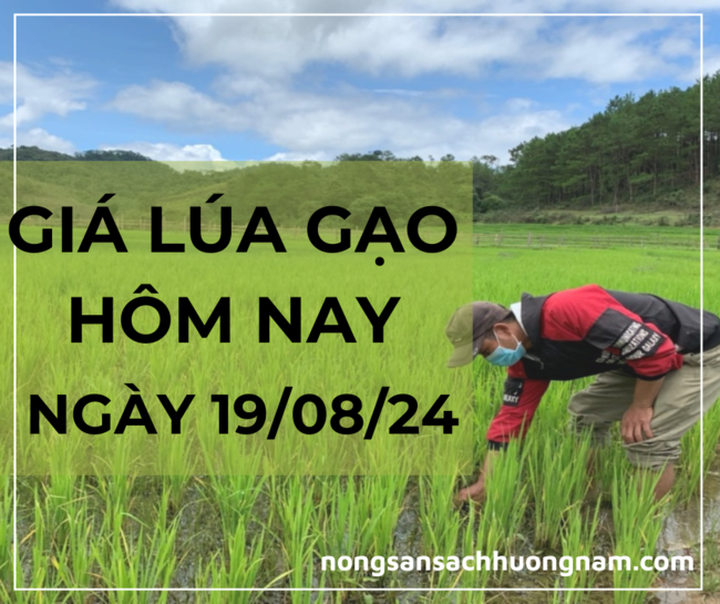 Giá lúa gạo hôm nay ngày 19/08/2024