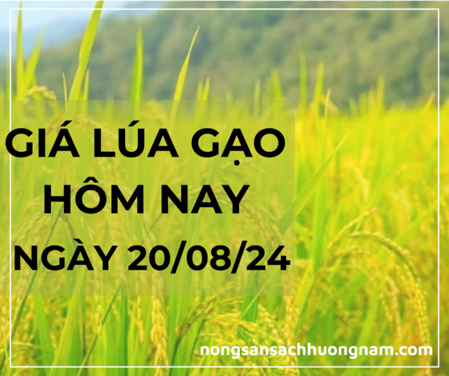 Giá lúa gạo hôm nay ngày 20/08/2024
