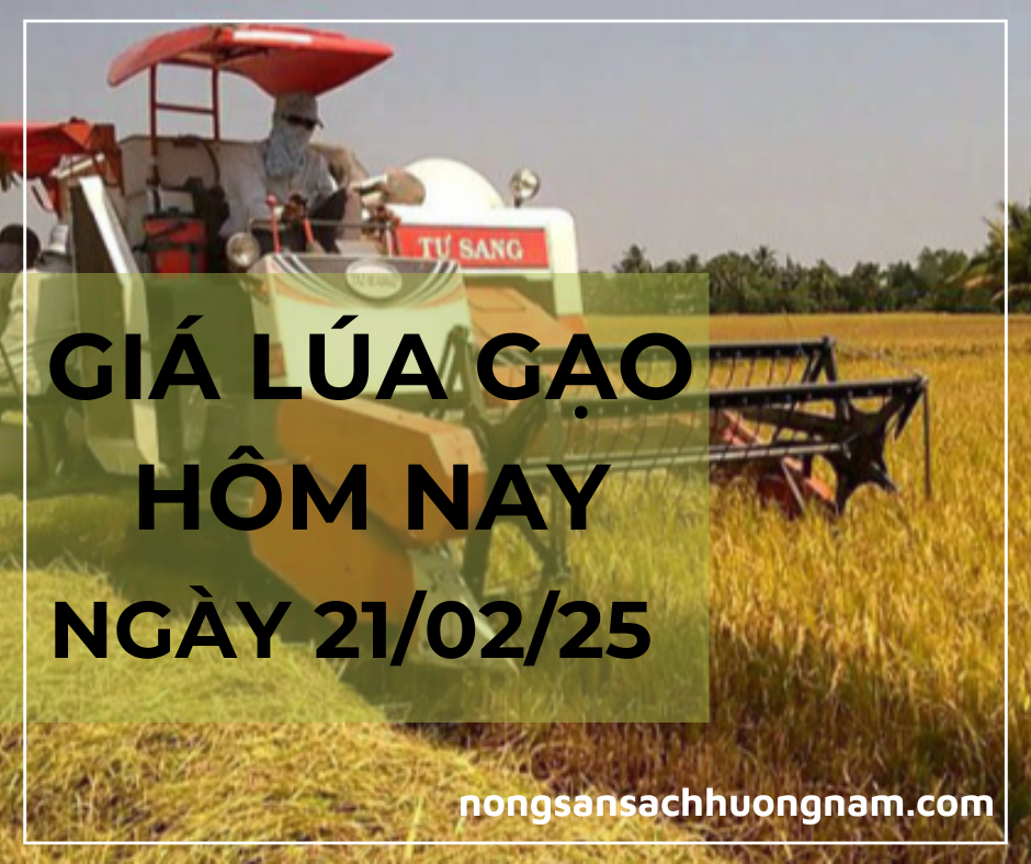 Giá lúa gạo hôm nay ngày 21/02/2025 