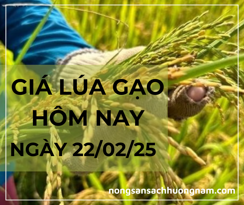 Giá lúa gạo hôm nay ngày 22/02/2025