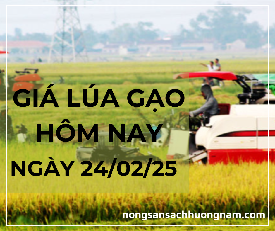 Giá lúa gạo hôm nay ngày 24/02/2025 