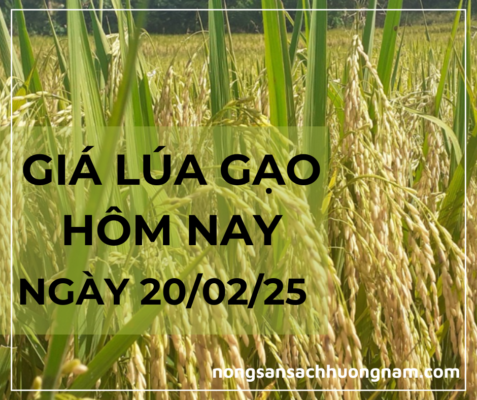 Giá lúa gạo hôm nay ngày 20/02/2025