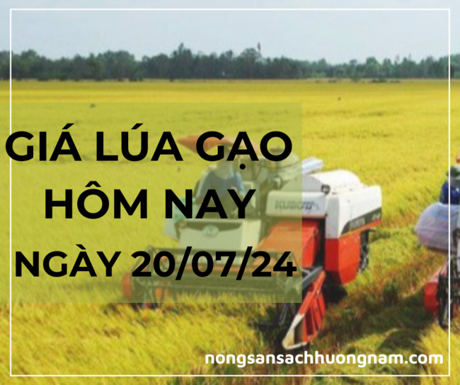 Giá lúa gạo hom nay ngày 20/07/2024 