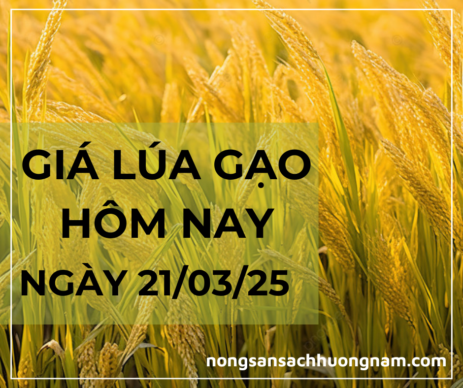 Giá lúa gạo hôm nay ngày 21/03/2025 