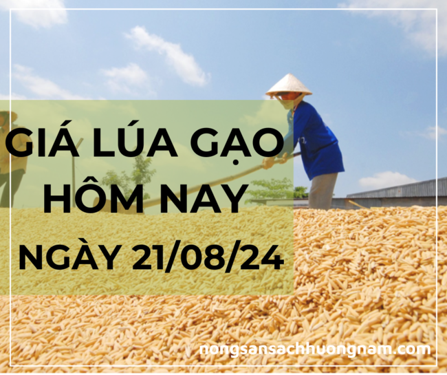 Giá lúa gạo hôm nay ngày 21/08/2024 