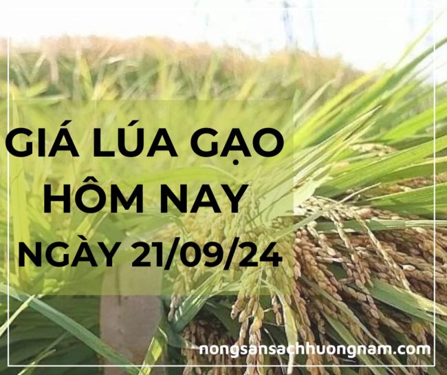 Giá lúa gạo ngày 21/09/2024 