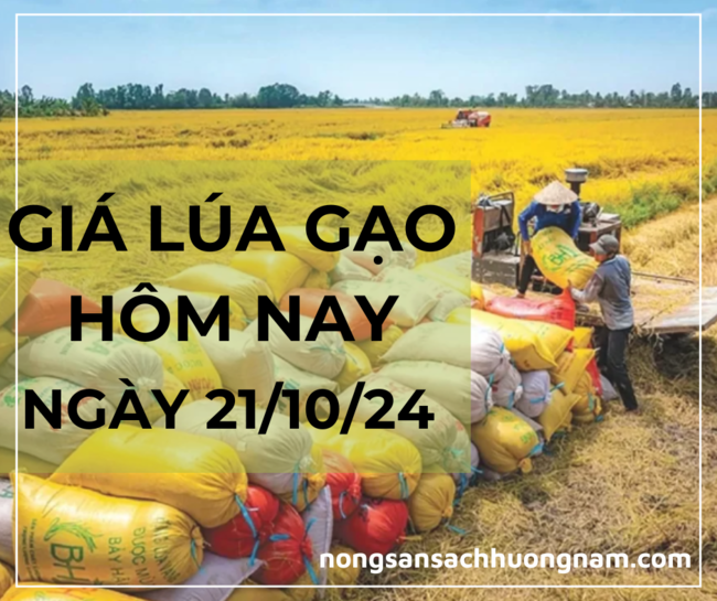 Giá lúa gạo hôm nay ngày 21/10/2024 
