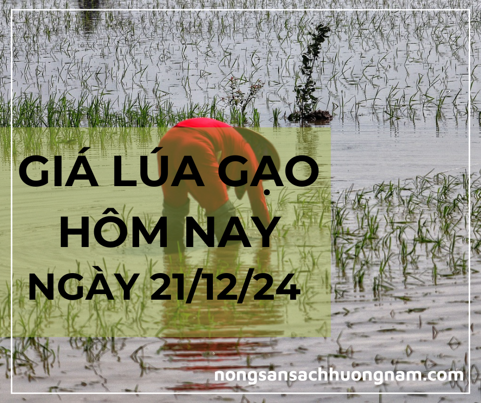 Giá lúa gạo hôm nay ngày 21/12/2024 