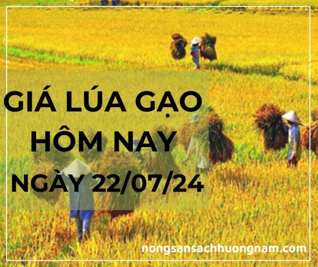Giá lúa gạo hôm nay 22/07/2024 