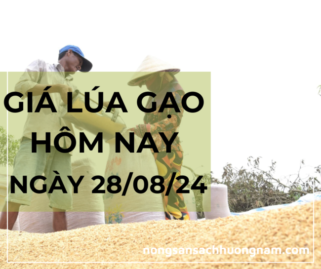 Giá lúa gạo hôm nay ngày 28/08/2024 