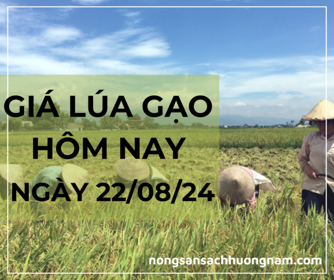 Giá lúa gạo hôm nay ngày 22/08/2024