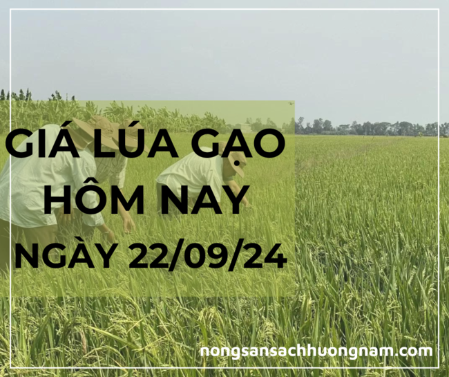 Giá lúa gạo hôm nay ngày 22/09/2024 