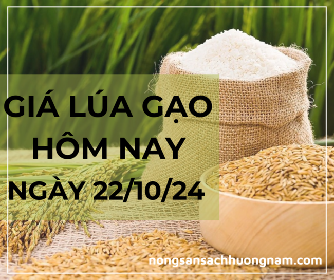 Giá lúa gạo hôm nay ngày 22/10/2024 