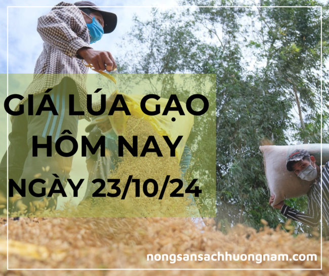 Giá lúa gạo hôm nay ngày 23/10/2024 