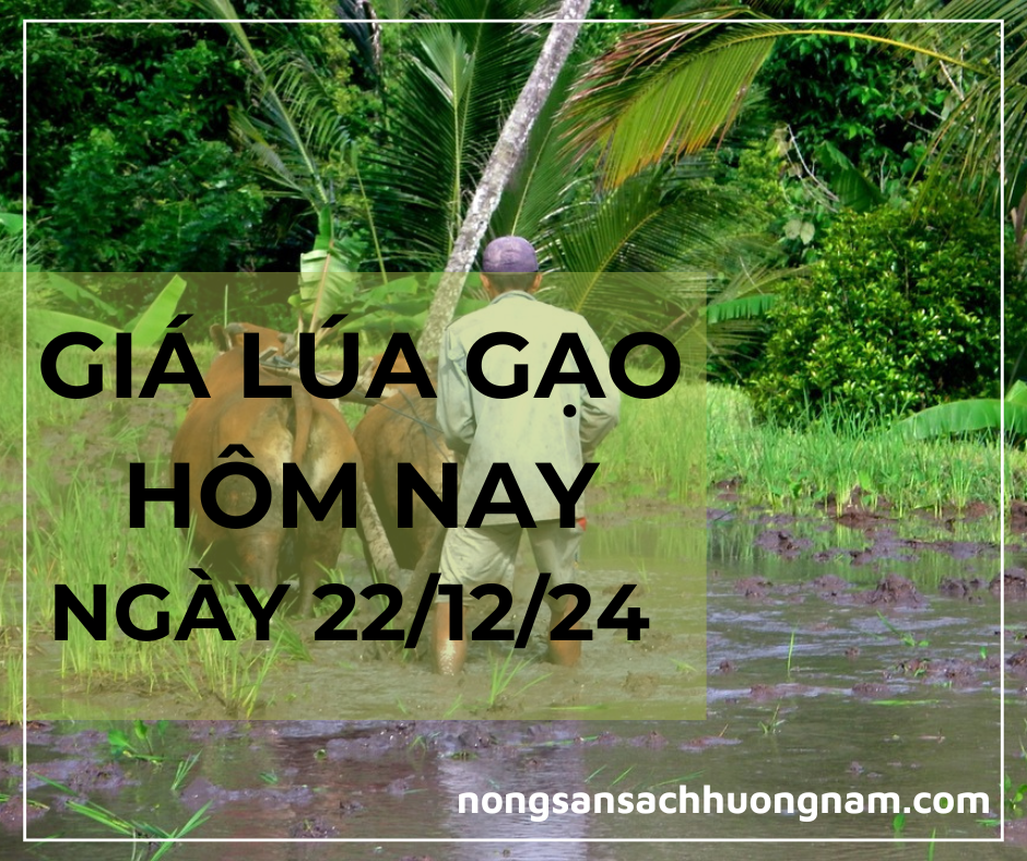 Giá lúa gạo hôm nay ngày 23/12/2024 