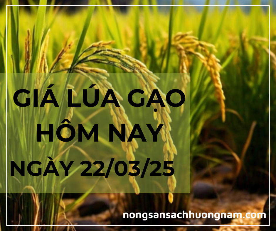 Giá lúa gạo hôm nay ngày 24/03/2025 
