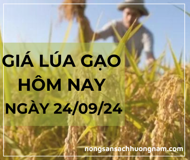 Giá lúa gạo hôm nay ngày 24/09/2024