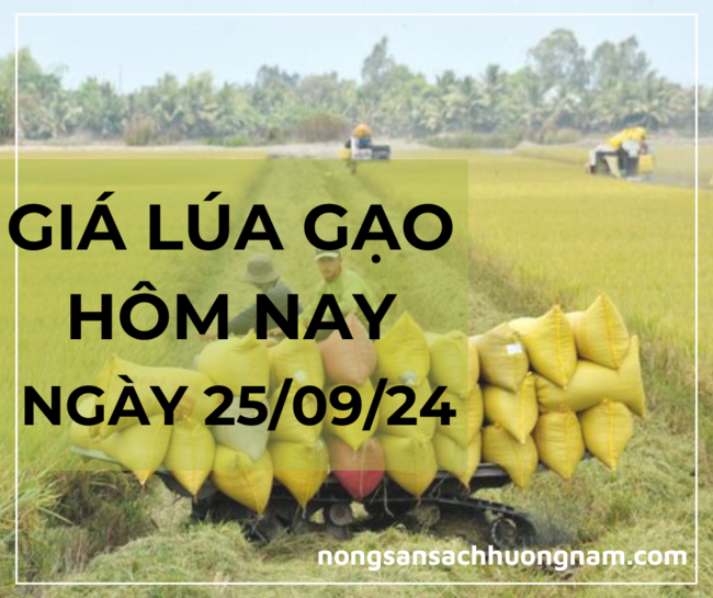 Giá lúa gạo hôm nay ngày 25/09/2024 
