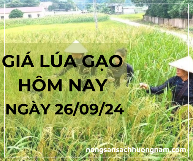 Giá lúa gạo hôm nay ngày 26/09/2024 