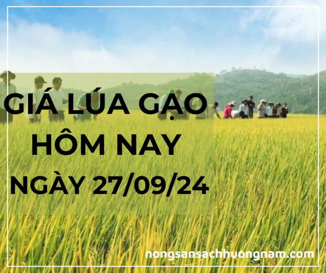Giá lúa gạo hôm nay ngày 27/09/2024 
