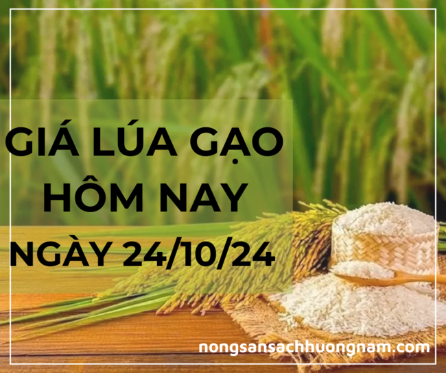 Giá lúa gạo hôm nay ngày 24/10/2024 