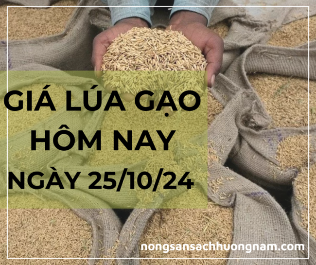 Giá lúa gạo hôm nay ngày 25/10/2024 