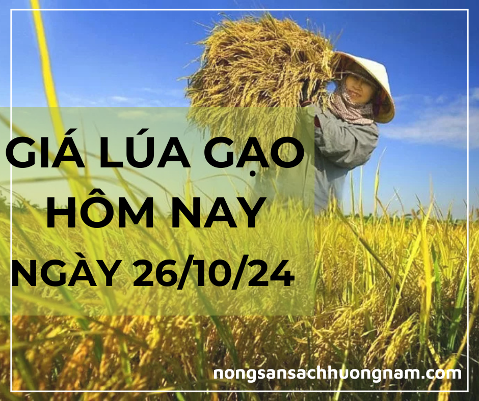 Giá lúa gạo hôm nay 26/10/2024 