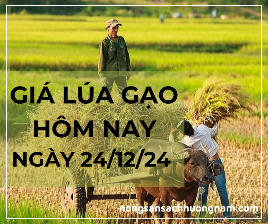 Giá lúa gạo hôm nay ngày 24/12/2024 