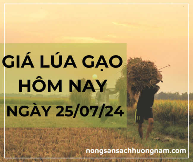 Giá lúa gạo hôm nay ngày 25/07/2024 