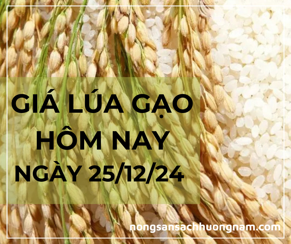 Giá lúa gạo hôm nay 25/12/2024 