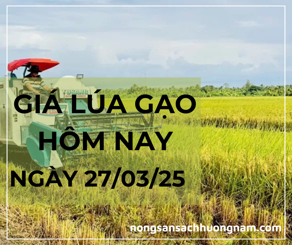 Giá lúa gạo hôm nay ngày 27/03/2025 
