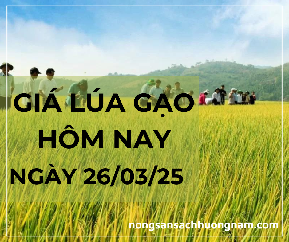 Giá lúa gạo hôm nay ngày 26/03/2025 